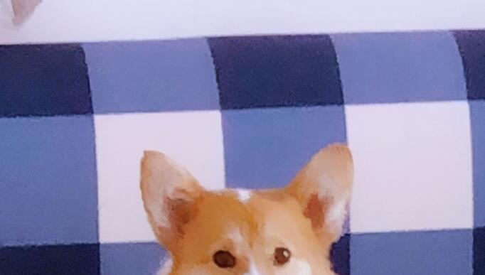 一宠主家的小柯基从小就喜欢玩逗猫棒,主人:我怀疑养了只假狗