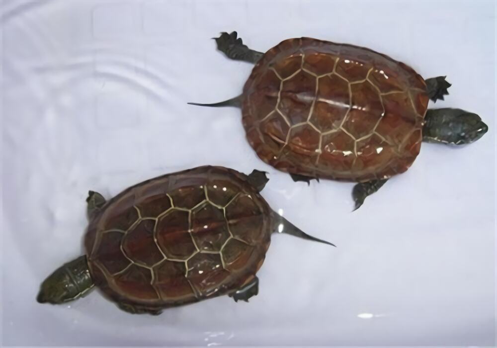 中华草龟身份信息