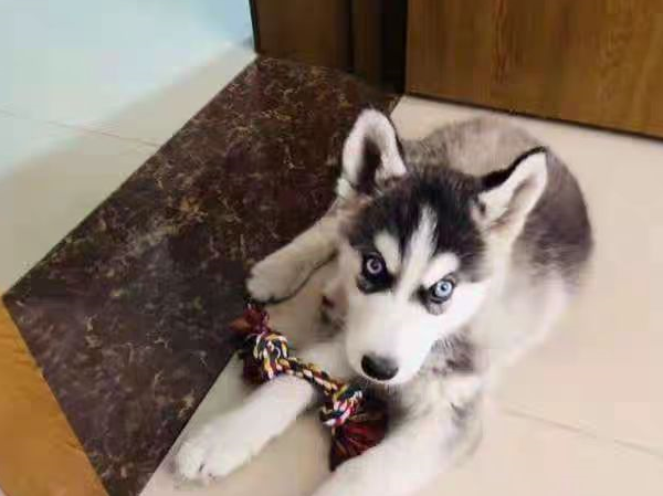 兵哥哥见义勇为救下流浪狗,不料带回团宠成公主,网友直呼好幸福