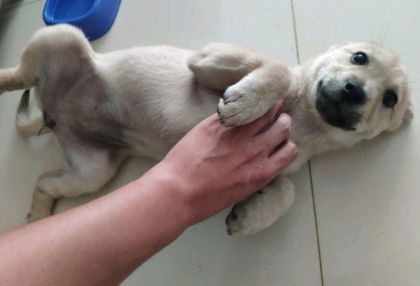 流浪犬宁可跳入水中也不肯信赖男孩儿,再度相逢,见到狗狗样子心痛