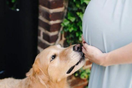 因为怀孕,婆婆要送走爱犬。为此天天吵架,真的不能养狗吗