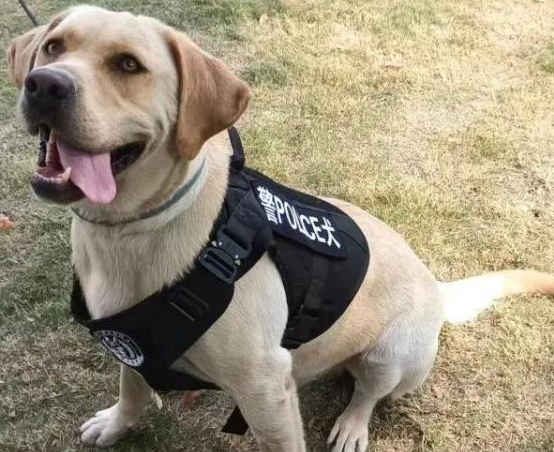你想拥有一只警犬吗?上海首批退役警犬开放领养!