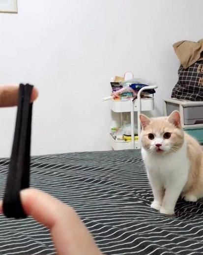 猫咪喜欢捡东西,动作和狗狗类似,网友看了都无语