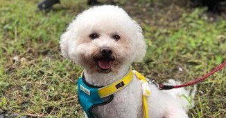 未牵绳柴犬咬伤比熊 柴饲主无歉意呛说畜牲都这样
