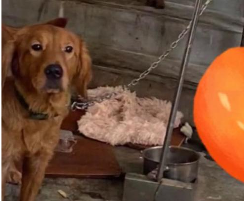 上海女子将狗拴楼道不喂食,还阻止他人喂狗