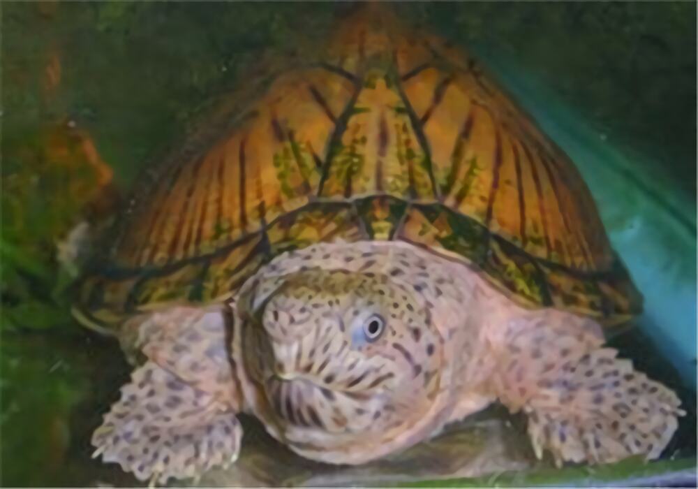 刀背麝香龟身份信息