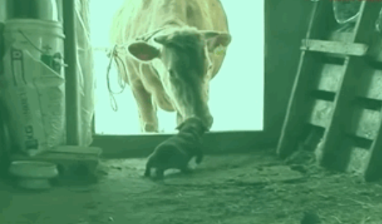 动物间的感情|牛妈妈要被卖掉后,狗子眼里满是泪水