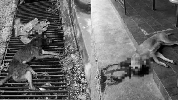 马来西亚“恨狗人士”持枪当街杀狗!爱狗女子:这些狗狗均已结扎