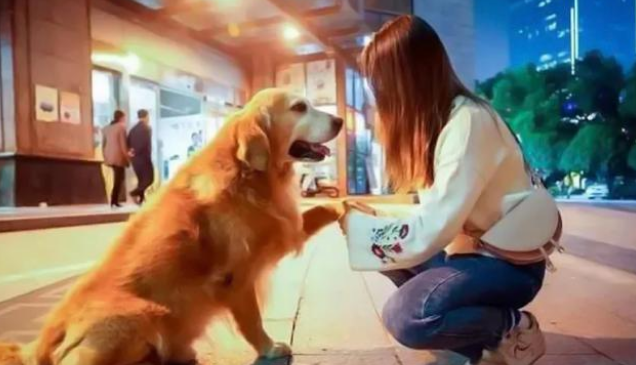 那只让全国网友泪崩的搜救犬退役后,竟被宠成了爱拆家的铁憨憨!