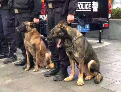 警犬追随主人家接警,結果太困打个哈欠,周围的狗狗反映笑喷人