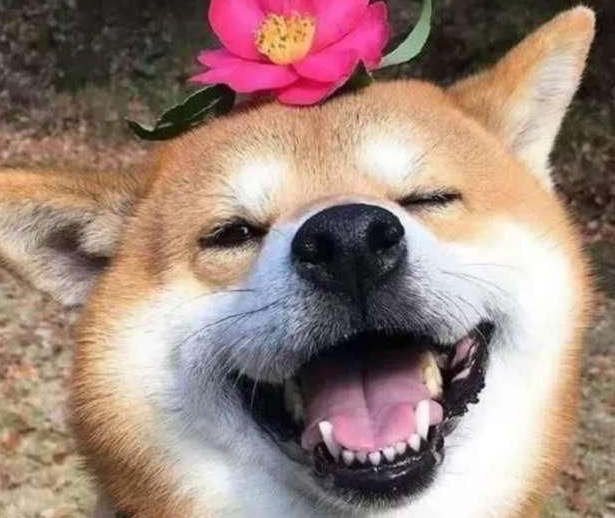 别人家的狗永远是别人家的 不要羡慕了 好好接受现实