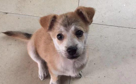 流浪犬渴坏掉眼巴巴望着饮品店,被营业员踢个跟斗后,狗狗一脸憋屈