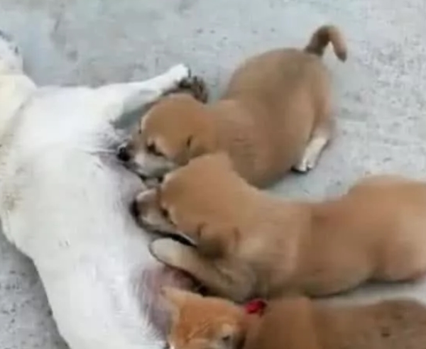 小奶狗喝母乳碰到不速之客，总过来混吃混喝，小狗都快被逼急眼了