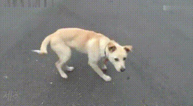 狗狗有间总不回只是坐着地下停车场里，专家建议它有心理障碍，缘故很辛酸