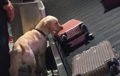 嗅到了钱钱的味道!嗅闻犬嗅出乘客非法携带的25万欧元现金