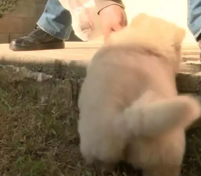 松狮奶狗被阶梯缠住,短腿日常生活一直填满艰难困苦,柯基终于有伴了