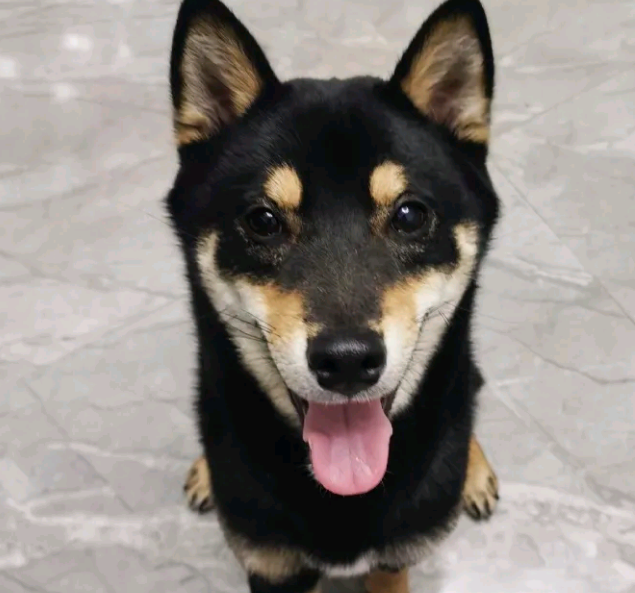 趁柴犬晚上睡觉吃点“独食”,結果被发觉了,狗:因为我吃