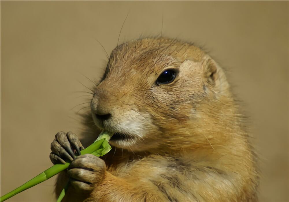 土拔鼠身份信息