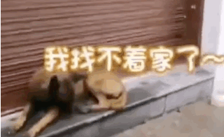 流浪犬逆袭成警犬，从此走上“狗生巅峰”！