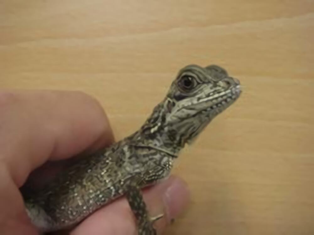 斑帆蜥身份信息