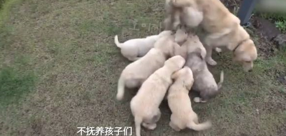 金毛妈妈责怪自己生太多,狗主人直呼天哪!谁爱要谁赶紧领走!