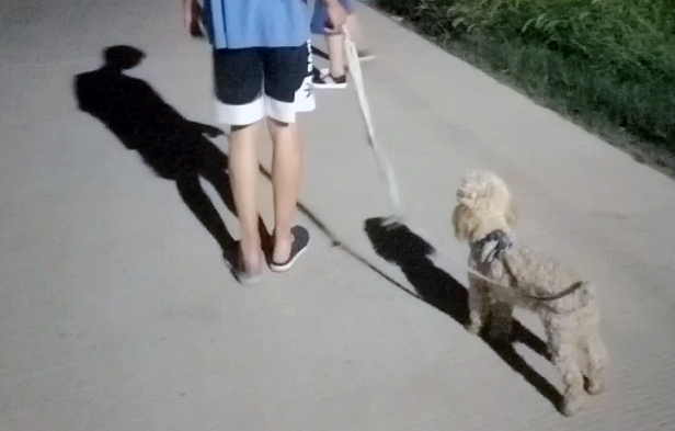 养了2年的狗狗意外走失,一年后自己找回家,它从没忘记回家的路