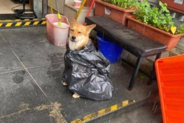 遛狗时突遇暴雨,主人用垃圾袋给它做雨衣,狗狗都要哭了