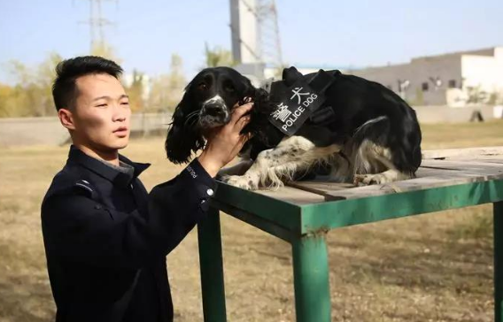 史宾格搜爆犬——米乐
