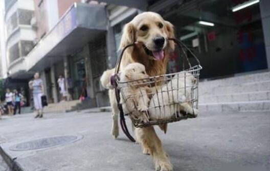 母狗将幼犬叼到主人面前,是想“告诉”你这些事