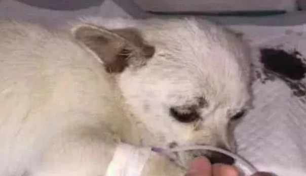 流浪狗得知自己将死,拖着最后一口气托孤,网友看后顿感责任重大