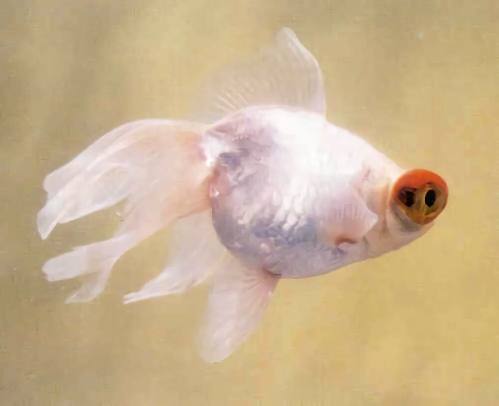 玛瑙眼身份信息