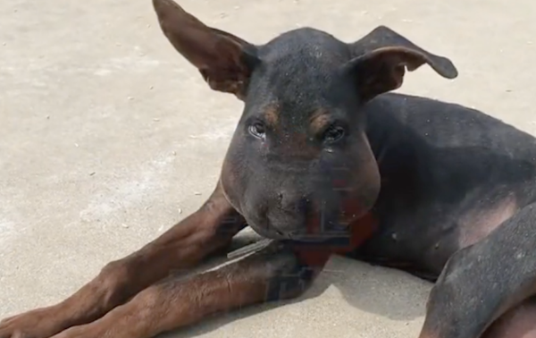 黑色狗狗被蛇咬伤后,脸都肿成了猪头,还以为是一头黑狗熊呢