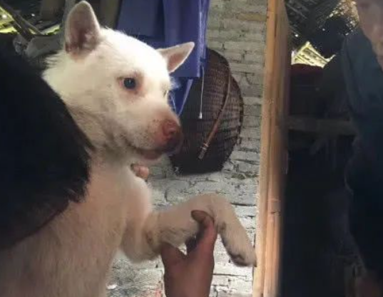 蛇咬伤了下司犬,主人亲自给它敷药,网友:下司犬可不一般