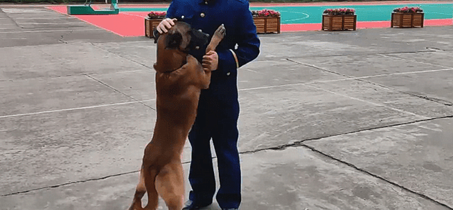 训犬员退役后，狗狗扒着车门不愿让他离开