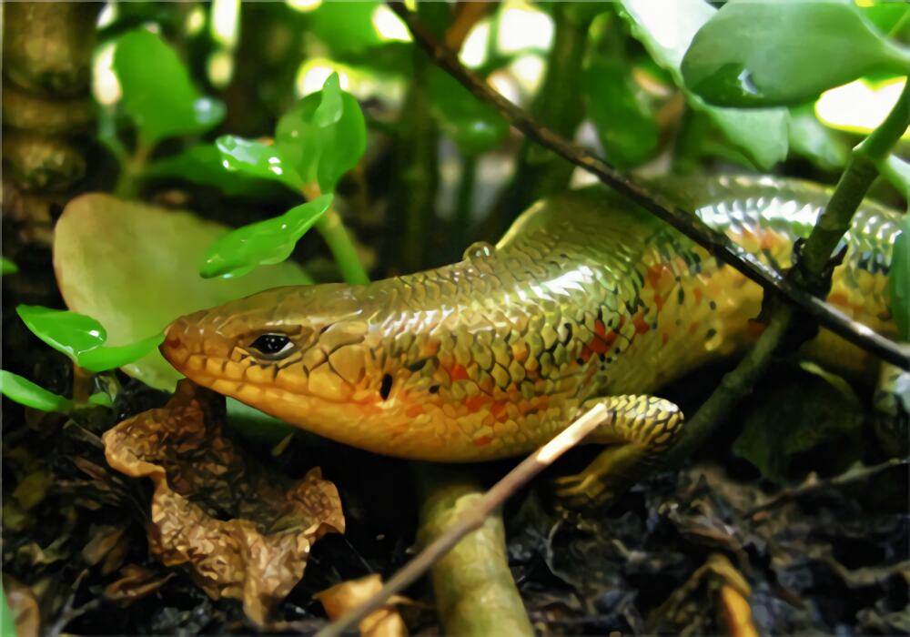 中华石龙子身份信息