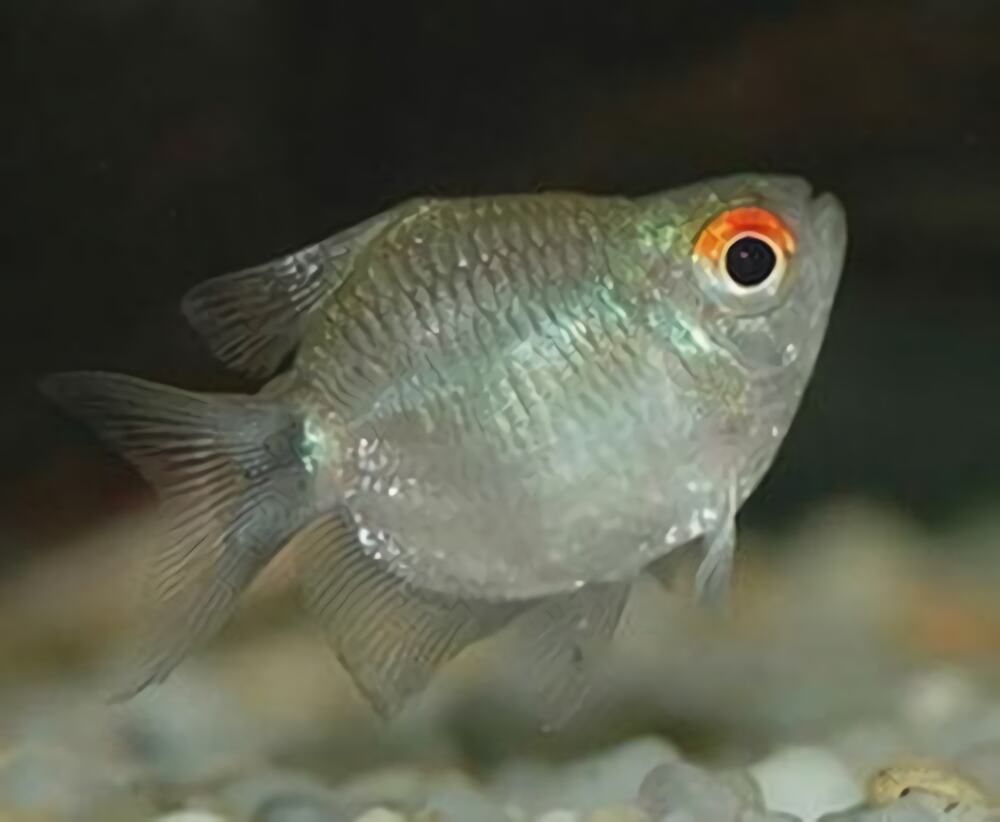 银屏灯鱼身份信息