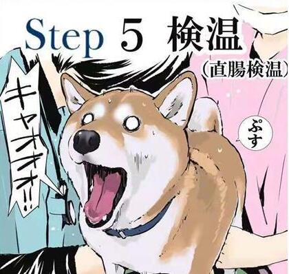 柴犬打针是什么体验,漫画图的表现,让它在怀疑“狗生”