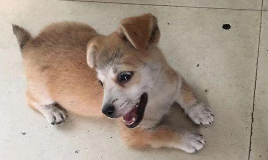 流浪犬渴坏掉眼巴巴望着饮品店,被营业员踢个跟斗后,狗狗一脸憋屈