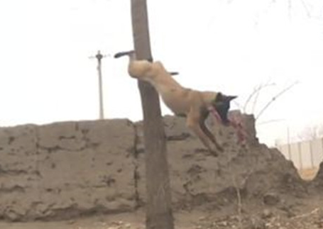 主人训炼马犬,把肉置放三米高树枝,狗狗的姿势令人下颌都掉地面上