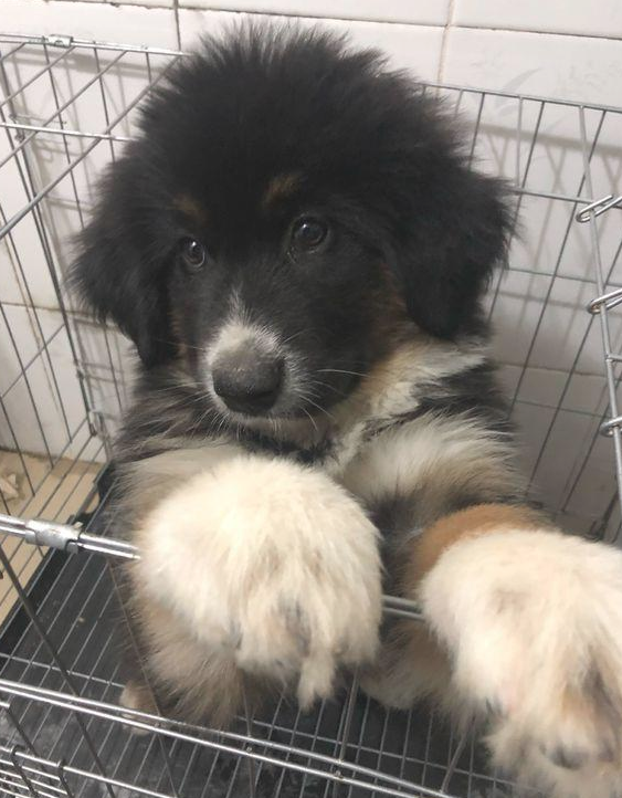 道上捡到只走丢的流浪犬,男孩儿带去宠物店后,老总:这狗卖我啊