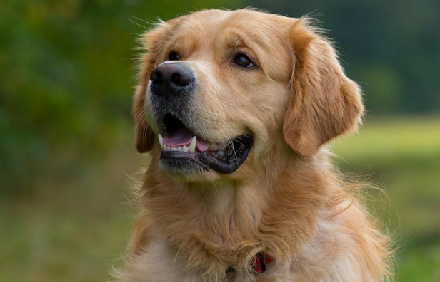 未戴嘴套金毛犬挣脱牵引绳咬伤泰迪犬,金毛犬主人被判全责