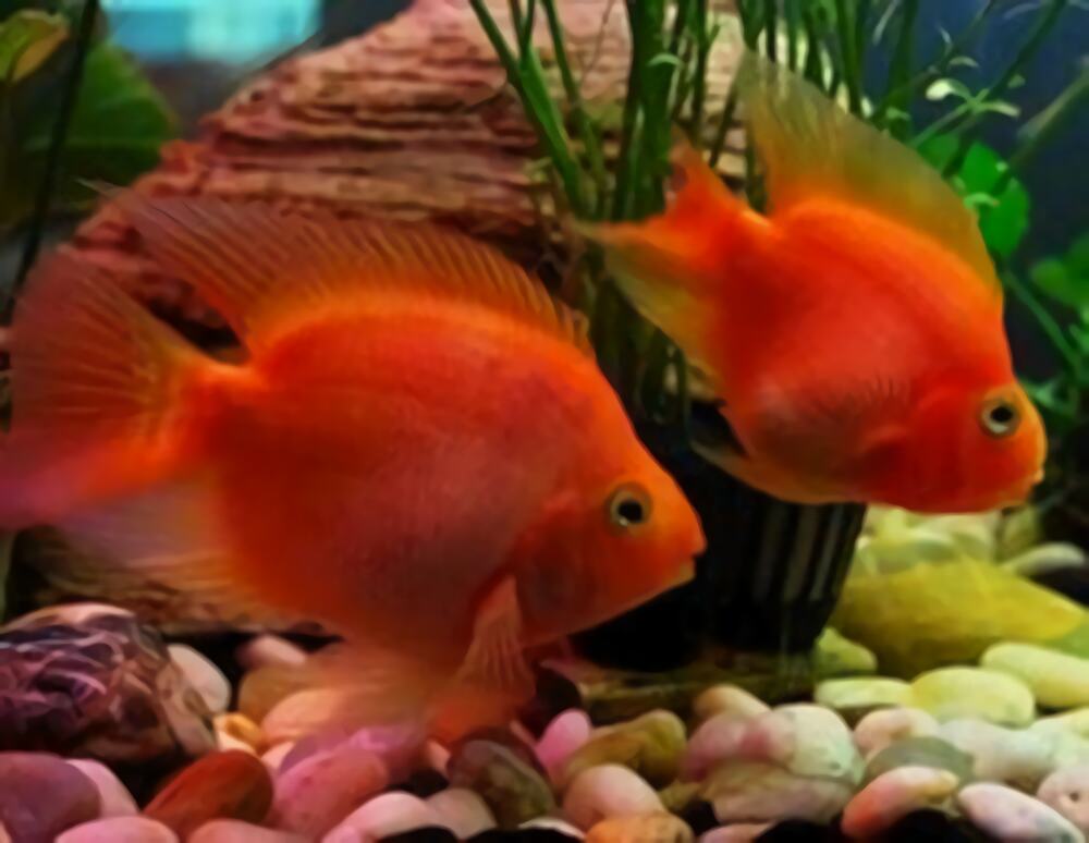 招财鱼身份信息