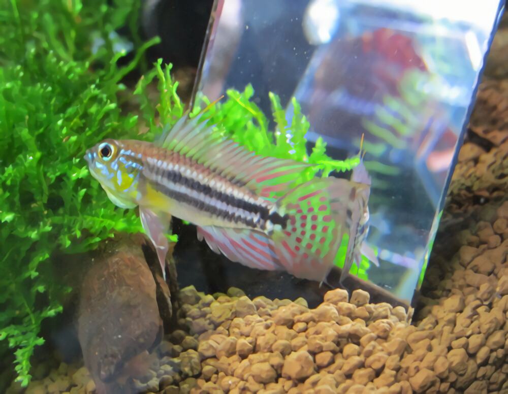 酋长短鲷身份信息