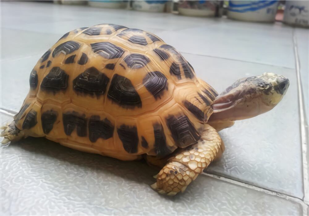 蛛网龟身份信息