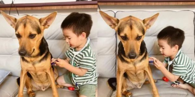 爆笑!戏精狗子和小主人玩游戏时听说自己“没救了”瞳孔瞬间放大
