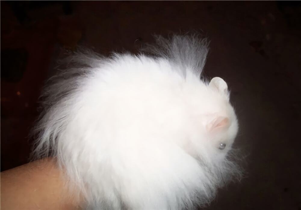 西施熊身份信息