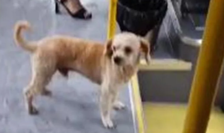 这是成精了吗?四川一狗子独自乘公交车,听到报站竟还在门口等下车