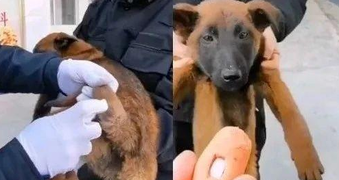 流浪狗闯进警局“应聘”警犬,网友:现在想当警犬都靠耍赖皮吗?