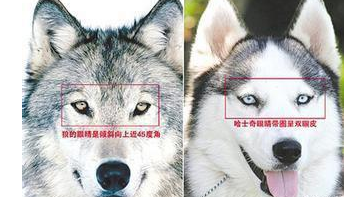 哈士奇把母狼搞了,宝宝出生后长这样!网友:单身狗的逆袭