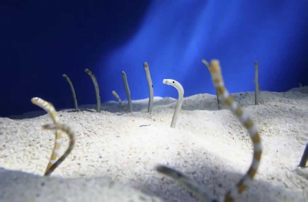 贝尔彻海蛇身份信息